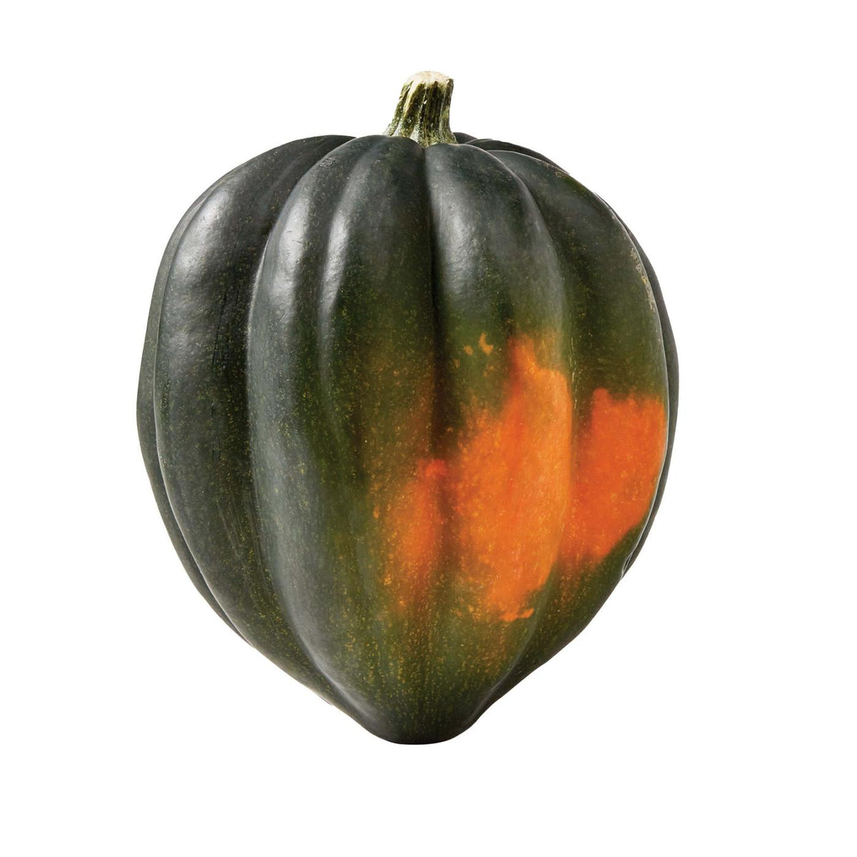 Fresh Acorn Squash, each