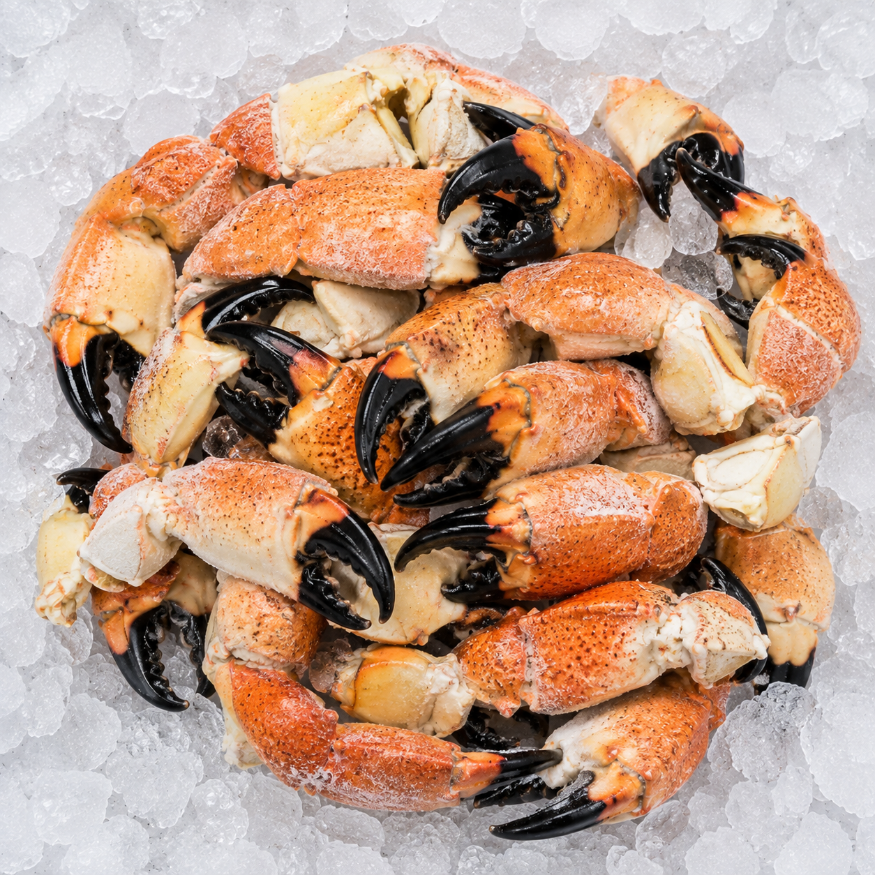 Stone Crab Claws Frozen- Gulf