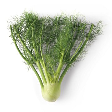 Fresh Fennel, Each
